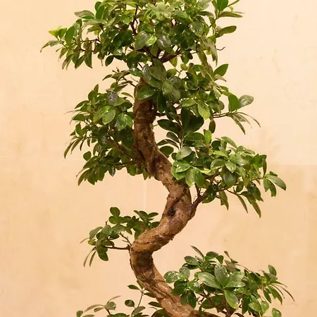 Ceuta Residences - 6 By We Do Living